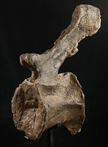 Diplodocus Caudal (Tail) Vertebra - Dana Quarry #10143